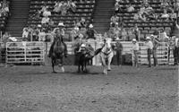 Brent Arnold Steer wrestling