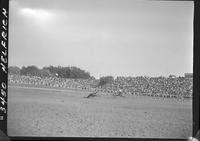 Fred Lee Steer Roping