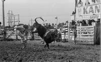 Terry Holland on Bull # -2