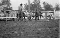 Andy Sheldon Steer wrestling
