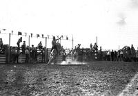 [Unidentified cowboy riding steer]