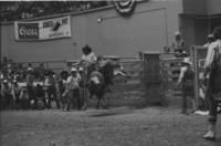 Jr. Carr on Bull #49