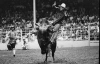 Don Bell on Bull #72
