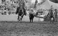 Todd Jarrett Steer wrestling