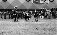 Mike Hayes Steer wrestling