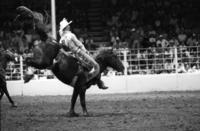 Kent Crouch on Cowboy
