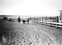 [Unidentified cowboy wrestling steer]