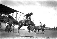 Donald Good Bird on "Douglas" Wolf Point Stampede