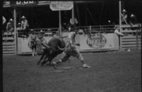 Rodeo clown Rex Dunn Bull fighting