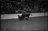 Jim Phillips Steer wrestling