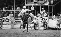 Todd Fogg on Bald Hornet