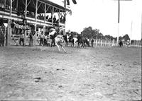 [Unidentified Cowgirl with the name "Bill" on her chaps riding and staying with bronc]