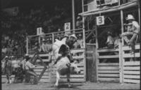 Mitch Gaines on Bull #7