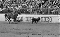 Dave Gilbert Calf roping