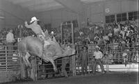 Dave Urick on Bull #12