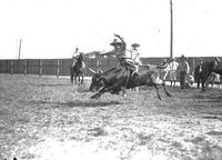 Squash Ford Riding Wild Steer Arcadia Rodeo