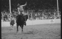 D.R. Boyd on Bull #B45