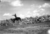 [Unidentified Cowboy on bareback bronc]