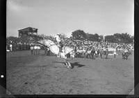 Jack Spurling on Panoka