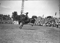 [Margie Greenough riding saddle bronc]