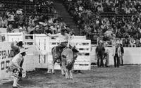 Rodeo clown Rusty Burns Bull fighting