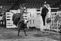 Rudy Britt-Nacher on Bull #S14