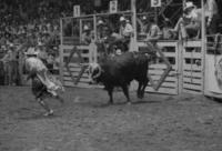 Rodeo clown Kirby Burney fighting Bull #33