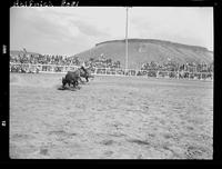 Vern Castro Steer Roping