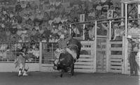 Todd Fogg on Bull #W02