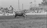 Unidentified Rodeo clowns  Fighting Frontier Airlines