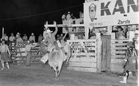 Mike Fowler on Bull #26