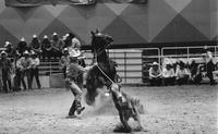 Joe Lucas Calf roping