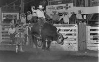 John Ballard on Bull #X21