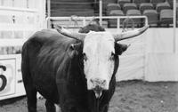 Bull "Red Lighting"