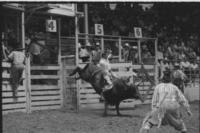 Chuck Simonson on Bull #B47