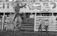 Unidentified rider on unknown Bronc