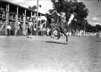 [Bobby Brooks riding Saddle Bronc with Chutes to left, Trees & fence line to right]