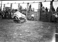 [Unidentified fallen steer rider protecting his head from steer]