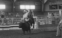 Mike Wilson on Bull #44