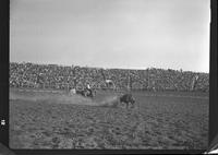 Carl Arnold Steer Roping