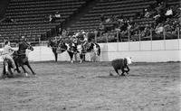 Tom Wallace Calf roping