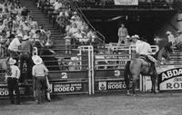 Bull hung up in chute