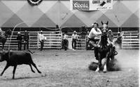 Larry Bailey Calf roping