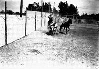 Lucius Statton Bulldogging La Follette Rodeo