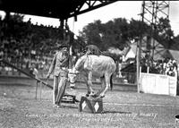 Charlie Shultz and "Danger" His Educated Donkey