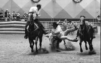 Buck Kness Steer wrestling