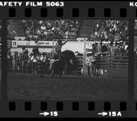 Denny Flynn on Bull #11