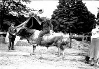 [Ralph R. Doubleday sitting atop saddled bull]