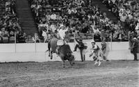 Unidentified Rodeo clowns Bull fighting