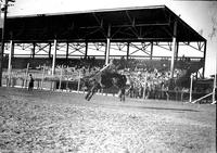 [Unidentified Cowboy riding bronc in front of grandstand]